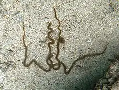 Une Macrophiothrix sp. à La Réunion.