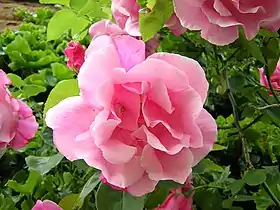 Image illustrative de l’article Madame Grégoire Staechelin