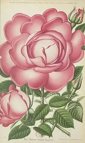 Image illustrative de l’article Madame Joseph Bonnaire