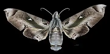 Avers de la femelle (coll.MHNT)