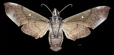 Revers de la femelle(coll.MHNT)