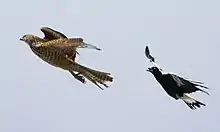 Un Cassican bec grand ouvert volant derrière un rapace, plus gros que lui.