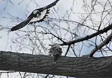 Un gros martin-pêcheur sable sur une branche. Au-dessus un cassican en vol de face se dirige vers lui le bec ouvert.