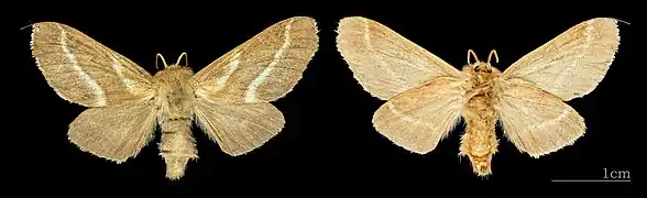 Malacosoma castrense