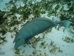 Un nason à éperons bleus (Naso unicornis)