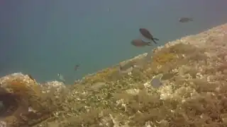 Des castagnoles au-dessus de la coque