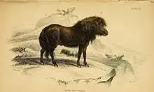 Représentation d'un poney marron aux airs de lion, vu de profil.