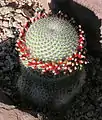 Spécimen de la sous-espèce Mammillaria albilanata oaxacana.