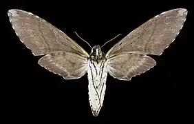 Revers de la femelle (coll.MHNT)