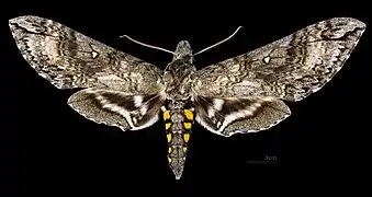 Manduca diffissa zischkai avers du mâle