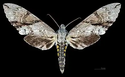 Femelle - Face dorsale (coll.MHNT)