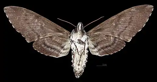 Revers de la femelle(coll.MHNT)