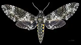 Face dorsale du mâle (coll.MHNT)