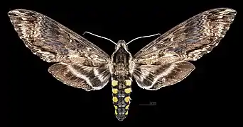 Femelle avers (Coll. MHNT)