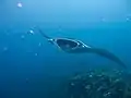 Raie manta (Manta birostris, Rajiformes, Myliobatidae), Thaïlande