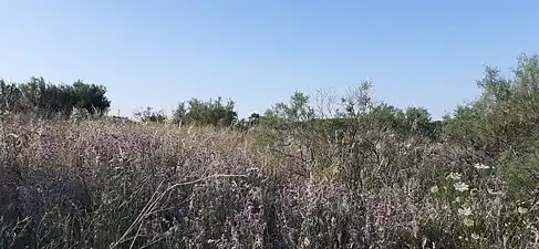 Maquis autour de Porto Badisco