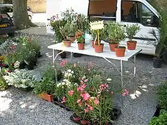 Plantes méditerranéennes, de Grignan