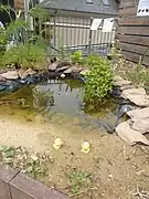 Mare dans le jardin de la Mce