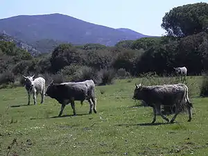 groupe de jeunes boivns gris dans une prairie pauvre avec des buissons et des joncs.