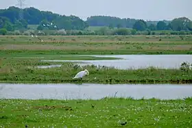 Image illustrative de l’article Markiezaatsmeer