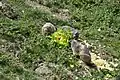 Marmottes du Parc animalier de Le Sauze-du-Lac.