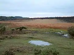 Zone de marais à Shipton Bottom.