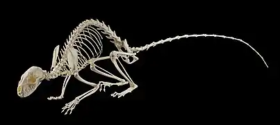 Squelette de fouine.