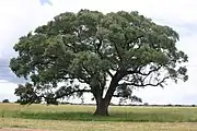 Marula dans le Transvaal.