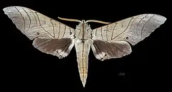 Marumba Sperchius Sumatranus Avers du mâle (coll.MHNT)