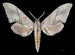 Marumba cristata cristata ♂ MHNT