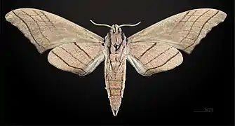 Marumba cristata titan ♀ △ MHNT