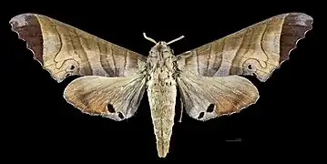 Avers de la femelle(coll.MHNT)