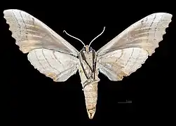 Revers de le femelle (coll.MHNT)