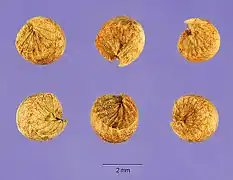 Méricarpes de Grande mauve