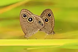 Un accouplement de Ypthima newara newara, en Inde. Septembre 2021.