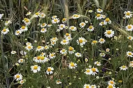 Camomille sauvage.