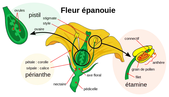 Diagramme d'une fleur à maturité