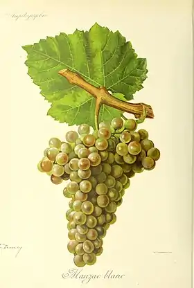 Mauzac (cépage)