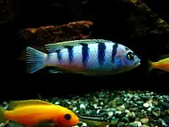 femelle (En dessous de couleur orangée Maylandia estherae et barré longitudinalement de noir et ventre jaune jeune Melanochromis auratus)