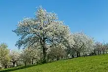 Rangées d'arbres fruitiers dans une prairie.