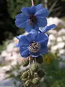 Meconopsis horridula Hook. f. & Thomson