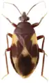 Medocostidae: Medocostes lestoni