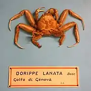 Medorippe lanata