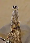 Suricate