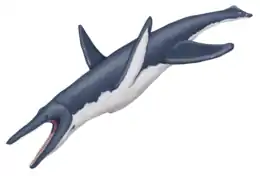 Dessin reconstituant Megacephalosaurus eulerti, basé sur les pliosauridés apparentés.