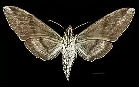 Revers de la femelle MHNT