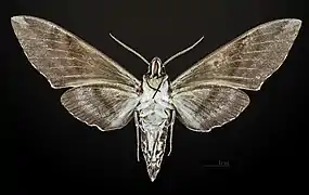 Revers du mâle MHNT