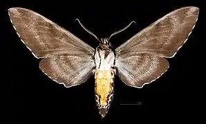 Meganoton analis scribae  revers du mâle