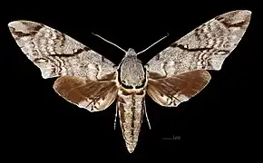 Meganoton analis sumatranus avers du mâle