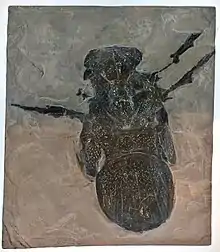 Moulage du fossile holotype de M.servinei, ici en exposition au Musée royal de l'Ontario.